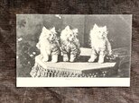 アンティーク　ポストカード　こねこ三兄弟の画像