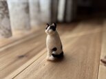 ミニミニハチワレ猫の画像