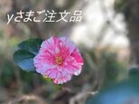 ＊yさまご注文品の画像