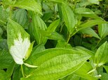 季節の茶花　なな様専用の画像