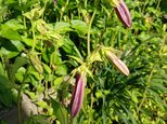 季節の茶花　なな様専用