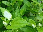 季節の茶花　なな様専用