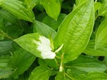 季節の茶花　mio 様専用の画像