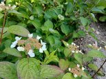 季節の茶花 mio 様専用
