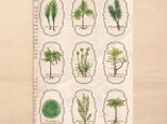 苔標本ステッカーの画像