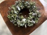 初夏のグリーン♪  ~野草と白いお花の画像