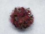 スモークツリーのミニリース18cm-赤の画像