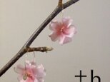 【ピアス】－桜－　Flower earrings SAKURAの画像