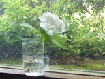 konoha花瓶～長め～の画像