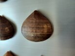 木の栗のマグネット ウォルナット