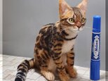 羊毛フェルト 猫 ベンガル猫さん ねこ ネコ 猫フィギュア