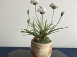 粘土の花　アルメリア