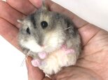 ＜受注制作＞ジャンガリアンハムスターのぬいぐるみ　ノーマル