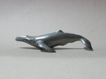 ザトウクジラ