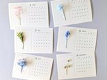特別価格】4月始まりカレンダー 植物標本　草花標本　紫陽花 かすみ草  プリザーブドフラワードライフラワー