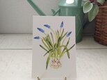postcard　/　ムスカリ（2枚セット）