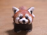 レッサーパンダ
