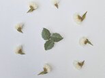 monolog リーフブローチ GREEN