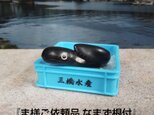 なまず根付