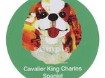 キャバリア キングチャールズ スパニエル《犬ステッカー/小型犬》の画像