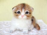 スコティッシュフォールド ねこ　子猫 彡茶*の画像