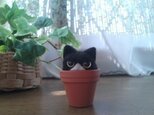 羊毛フェルト　ハチワレ猫in植木鉢の画像