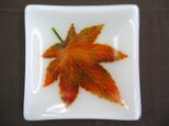 秋のガラス皿　ＳＤ３６５の画像