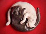 yin yang sleeping catsの画像