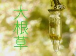 植物標本ペンダント ダイコンソウ(大根草)の画像