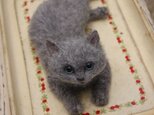 ロシアンブルーの子猫の画像