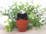 羊毛フェルト　ハチワレin植木鉢　ねこ　猫の画像