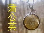 植物標本ペンダント 蒲公英の綿毛の画像