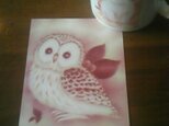 フクロウのポストカード