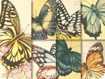胡蝶標本図：ポストカード集(5枚ver.)の画像