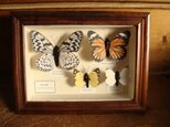 フェイク日本の蝶標本A生成りミニタイプの画像