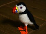 ニシツノメドリ　Puffinの画像