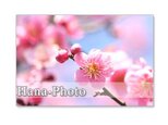 1058）梅、猫柳、福寿草で春の息吹を　　5枚組ポストカードの画像