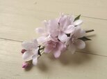 布の花　桜　ソメイヨシノのコサージュの画像