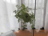 お花吊りスタンドH60の画像