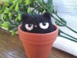 羊毛フェルト　黒猫in植木鉢の画像