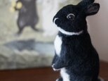 うさぎ・ブラックオター