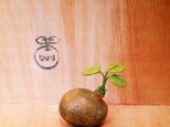 81.bud 粘土の鉢植えの画像