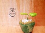 82.bud 粘土の鉢植え