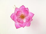 蓮かんざし　水の花の画像