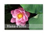 1068)　蓮の花　　セット　5枚組ポストカードの画像