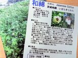 和綿の種　※販売期間5/20までの画像