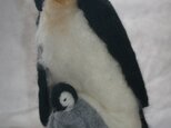 コウテイペンギン親子の画像