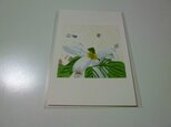 ハナミズキの花（ポストカード）の画像