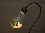 [もとこ様オーダー品] bulb terrariumの画像