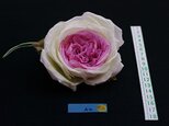 ポプリンの薔薇のコサージュ A-2の画像